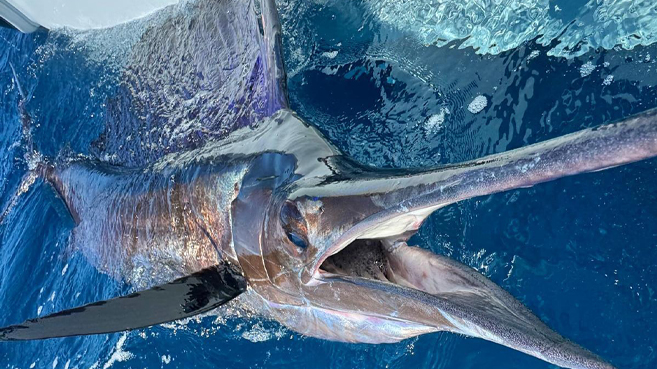 Offshore: Swordfish Trip